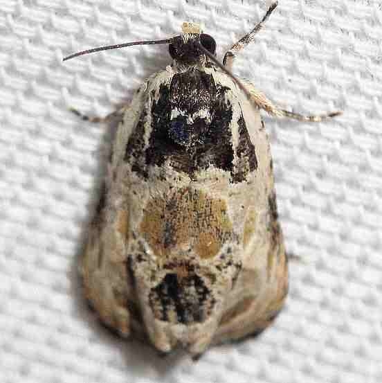 2828 Putty-patched Moth Leslie's House Tenn 8-25-12