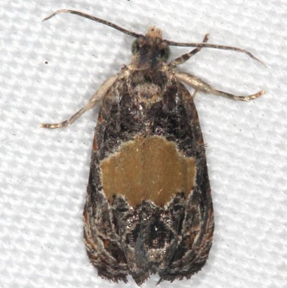 2829 Olethreutes osmundana Wolf's Den Shawnee St Pk 8-7-16 (47a)_opt