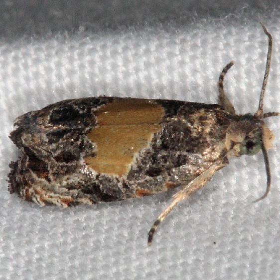 2829 Olethreutes osmundana Wolf's Den Shawnee St Pk 8-7-16 (48a)_opt