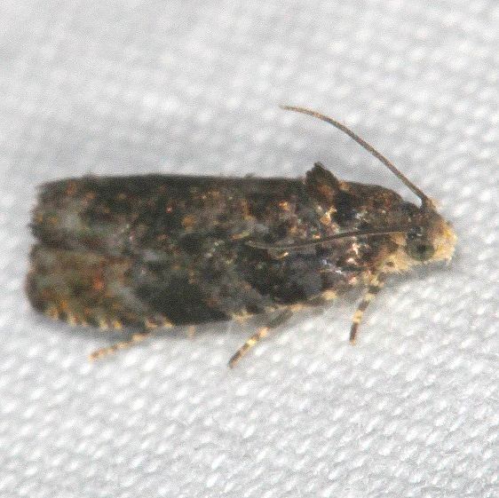 2831 Pristerognatha agilana Shawnee St Pk Oh 7-12-19
