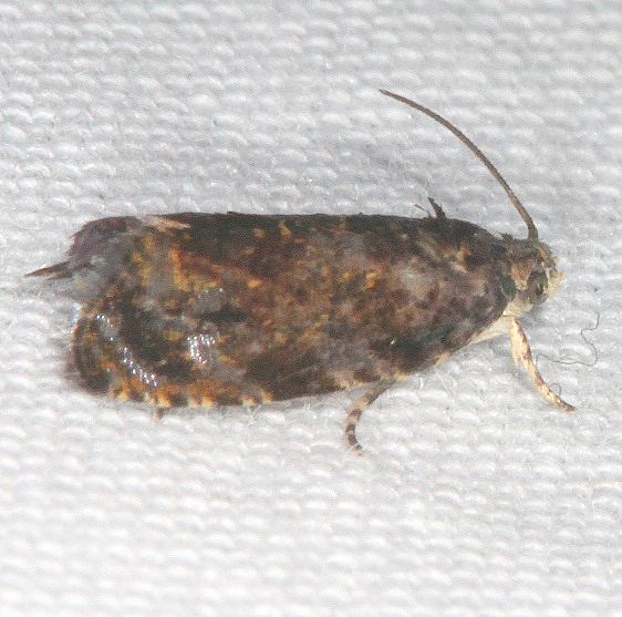 2831-Pristerognatha-agilana-Shawnee-St-Pk-Oh-7-12-19-34_opt