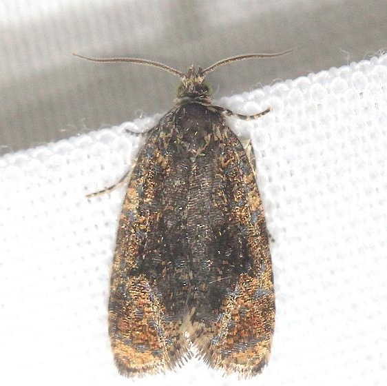 2832 Olethreutes abliciliana Thunder Lake Mich 6-23-12