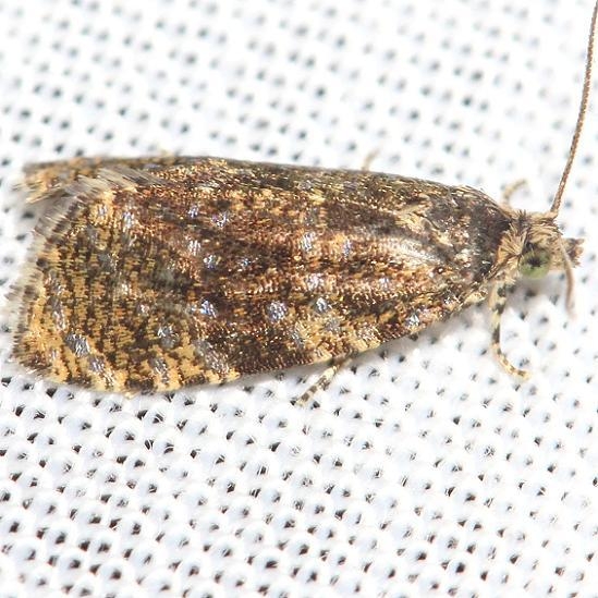 2832 Olethreutes albiciliana Thunder Lake UP Mich 6-25-12