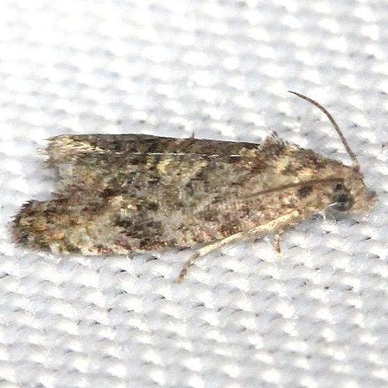 2832 Olethreutes albiciliana yard 6-11-13