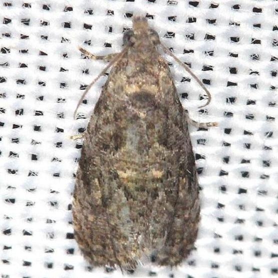 2832 Olethreutes albiciliana yard 6-11-13