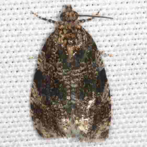 2835 Olethreutes galaxana BG Goose-Bay-Camp-Lac-Seul-Canada-7-9-23
