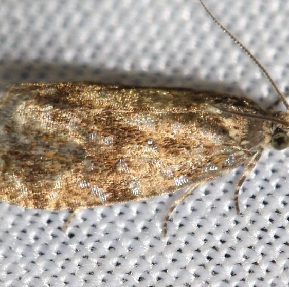 2837 Astronomer Moth Thunder Lake UP Mich 6-24-12
