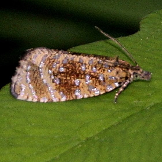 2838 Olethreutes coruscana Buzzard Swamp Allegany Natl Forest Pa 6-8-18 (54)_opt