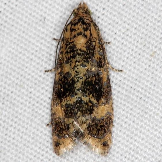2838 Olethreutes coruscana yard 5-30-14