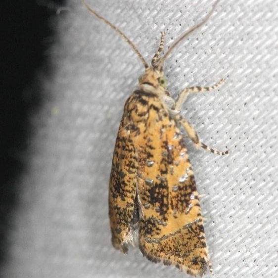 2838.1 Olethreutes ferrolineana yard 5-27-13