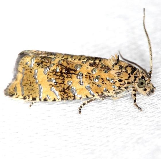 2838.1 Olethreutes ferrolineana yard 5-29-13