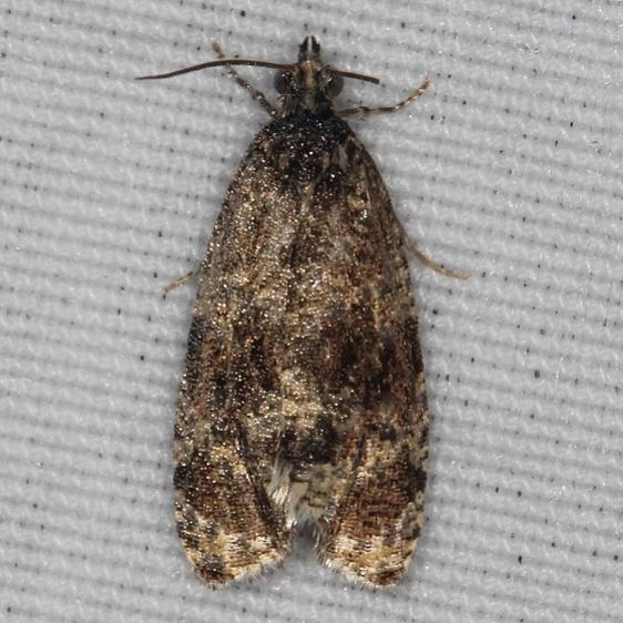 2839 Olethreutes metalicana tentative Moth Ash Rapids Lodge Lake of the Woods Ont 7-23-17 (46)_opt