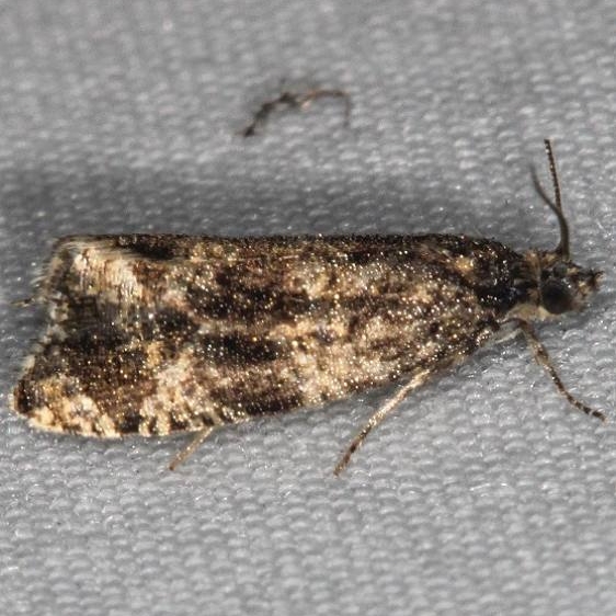 2839 Olethreutes metalicana tentative Moth Ash Rapids Lodge Lake of the Woods Ont 7-23-17 (47)_opt