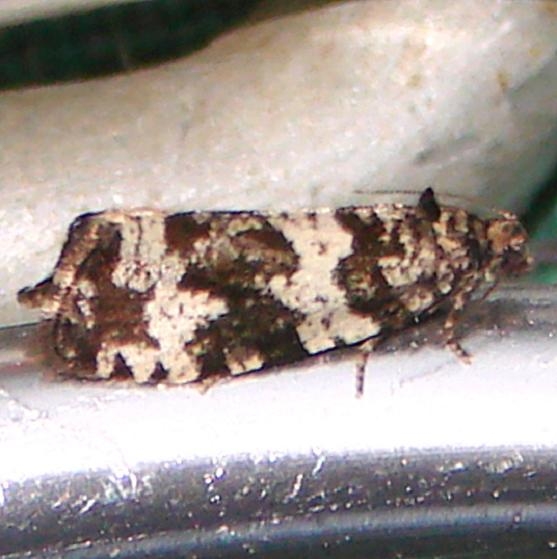 2844 Olethreutes deprecatorius Basswood Lake BWCA Minn 6-26-11