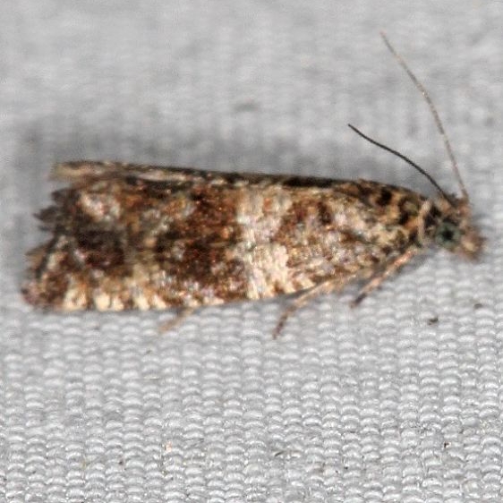 2844 Olethreutes deptrecatorius yard 9-19-17 (6)_opt