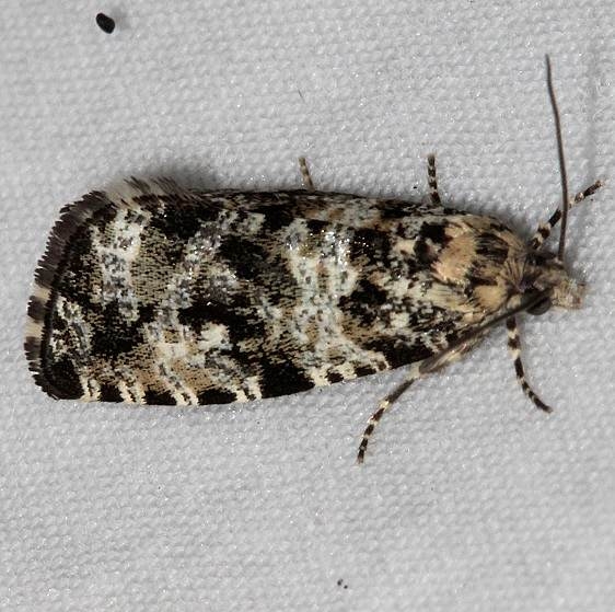 2846 Olethruetes polluxana tentative Mueller St Pk Colorado 6-20-17 (49)_opt