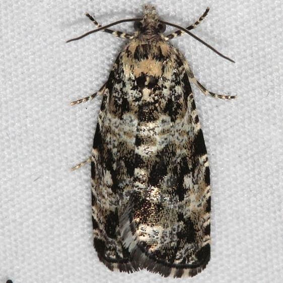 2846 Olethruetes polluxana tentative Mueller St Pk Colorado 6-20-17 (50)_opt
