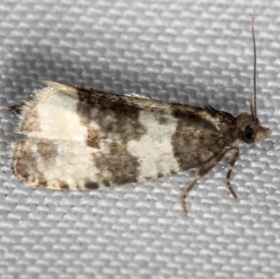 2848 Divide Olethreutes Moth Thunder Lake UP Mich 6-25-13