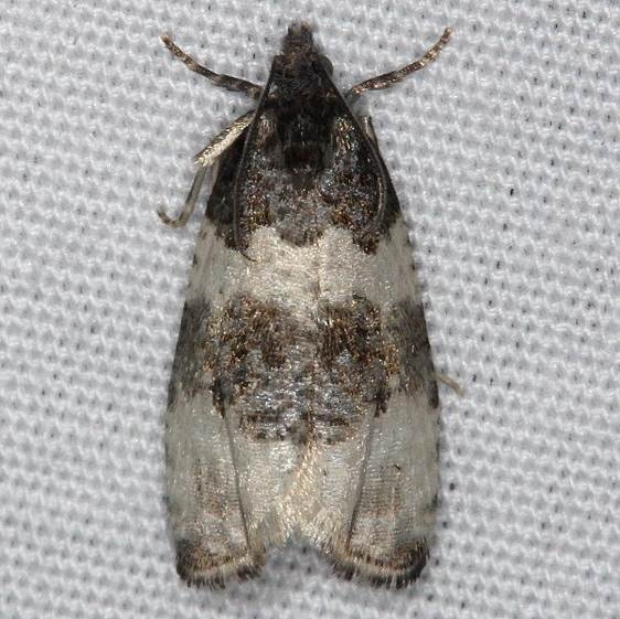 2848 Divided Olethreutes Moth Thunder Lake UP Mich 6-25-14