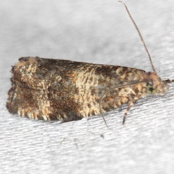 2859 Celypha Moth Celypha cespitana yard 5-30-13