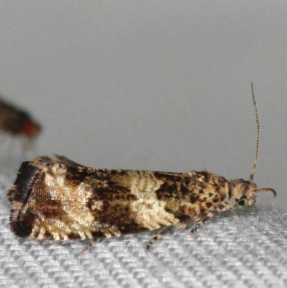 2859 Celypha Moth yard 5-16-13