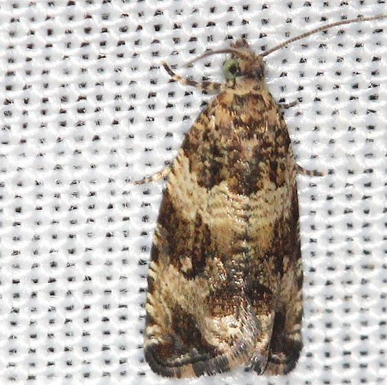 2859 Celypha Moth yard 5-16-13