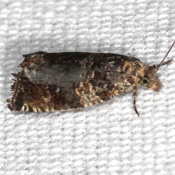 2859 Celypha Moth yard 6-5-20