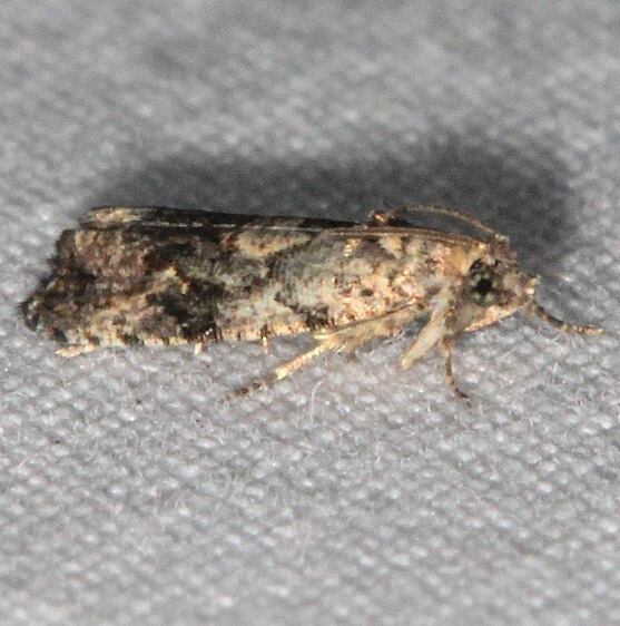 2859.97 Unidentified Olethreutes-could-be-new-sp-Bear-Island-Big Cypress Preserve Fl 3-17-23