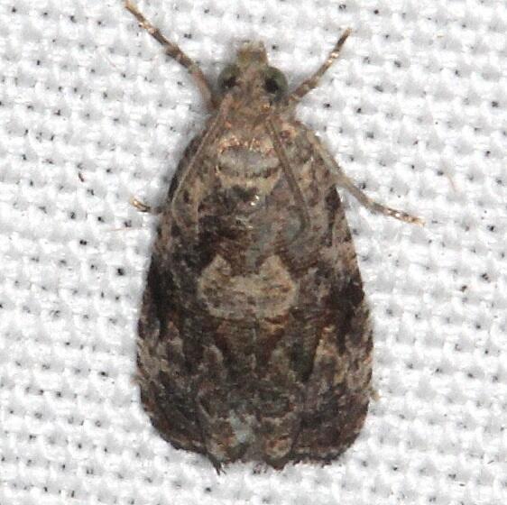 2859.97-Unidentified-Olethreutes-could-be-new-sp-Bear-Island-Big-Cypress-Preserve-Fl-3-17-232