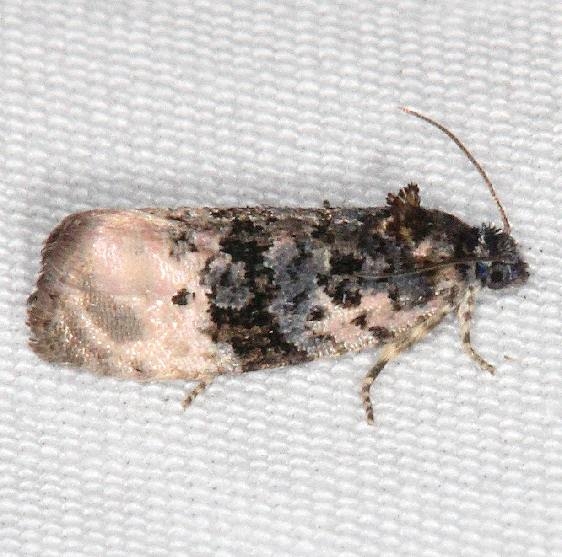 2860 Pink-washed Leafroller Jenny Wiley St Pk Ky 4-19-16