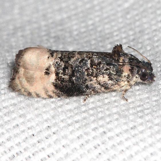 2860 Pink washed  Leafroller Moth yard 9-9-19