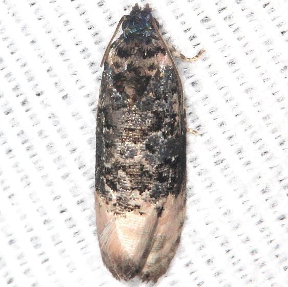 2860-Pink-washed-Leafroller-Moth-yard-9-9-19-8_opt