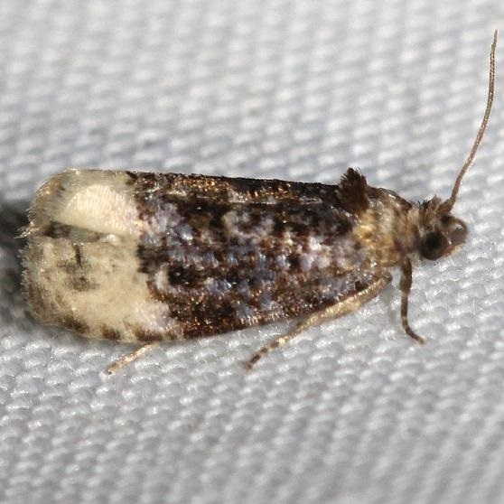 2861 Off-white Hedya Moth Schivley Fen Logan Co Oh 6-12-12