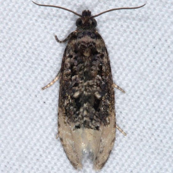 2861 Off-white Hedya Moth yard 8-4-15
