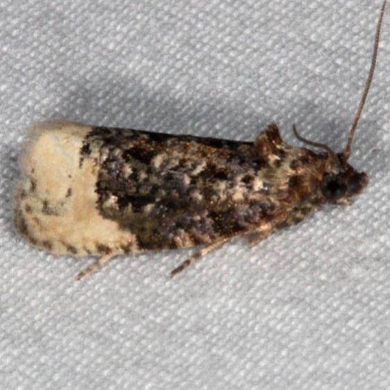 2861 Off-white Hedya Moth yard 8-4-15