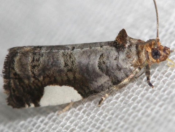 2863 White-spotted Hedya Moth yard 5-22-12