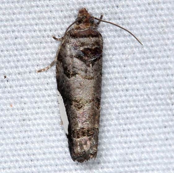 2863 White-spotted Hedya Moth yard 7-4-14