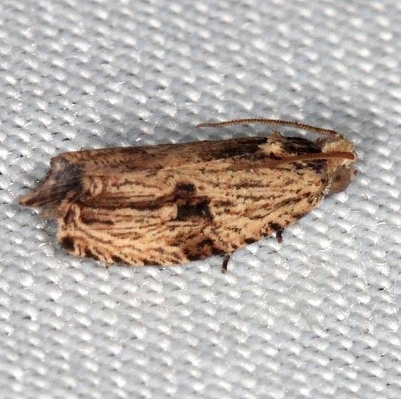 2865 Tainilla lineana Collier Seminole St Pk 2-26-14