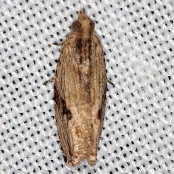 2865 Tainilla lineana Collier Seminole St Pk 2-26-14