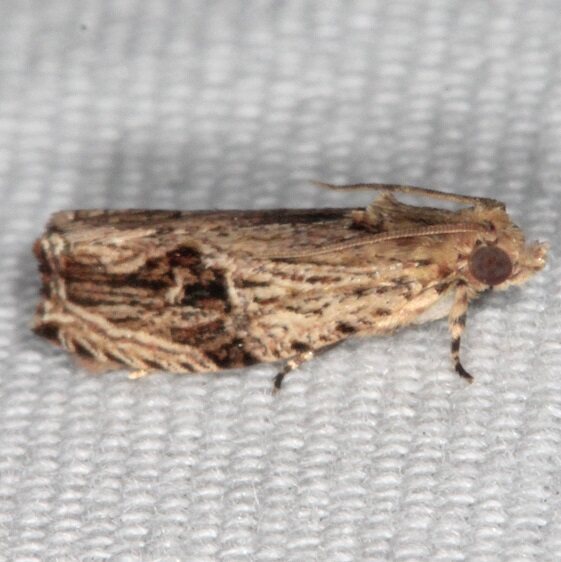 2865 Tsinilla lineana Collier-Seminole St Pk Fl 3-2-21