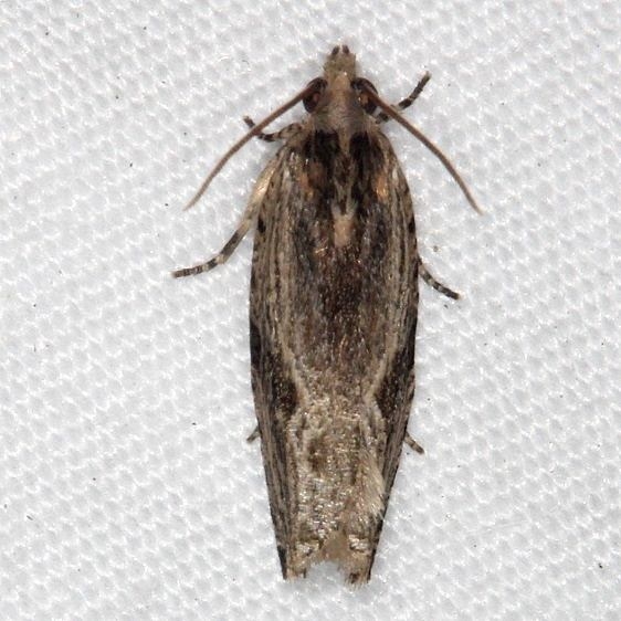 2865 Tsinilla lineana Collier-Seminole St Pk 3-5-15