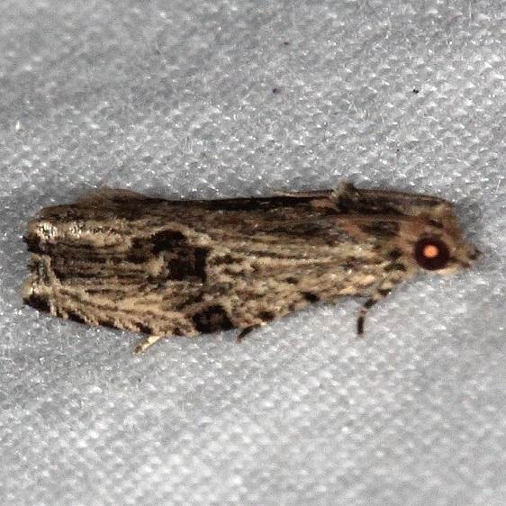 2865 Tsinilla lineana Collier-Seminole St Pk 3-5-15