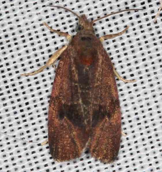2866 Spirea Leaftier Moth Lake of the Woods Ontario 7-23-16 (9a)_opt