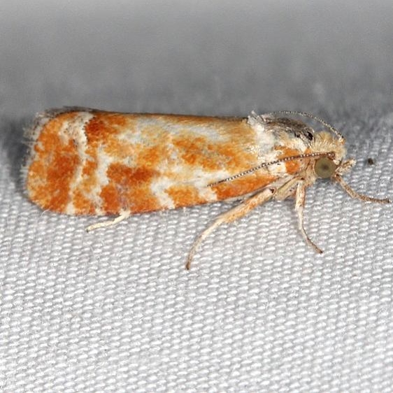 2867 European Pine Shoot Moth yard 6-16-18 (2)_opt