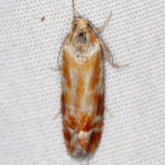 2867 European Pine Shoot Moth yard 6-16-18 (3)_opt