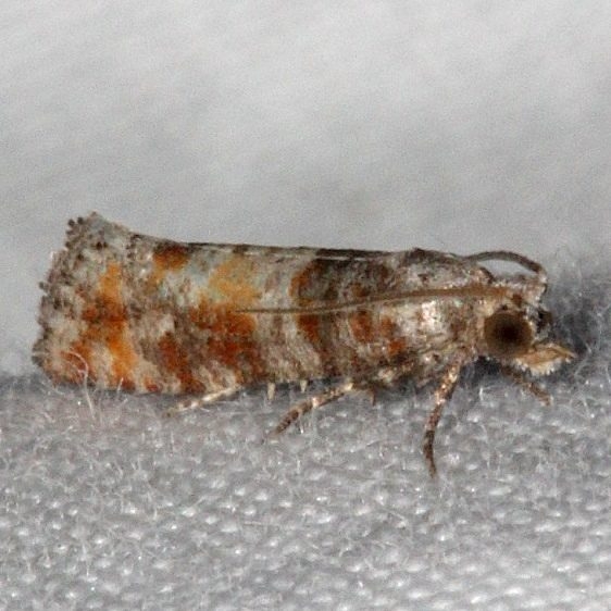 2868 Pitch Pine Tip Moth Little Manetee River St Pk FL 3-9-15