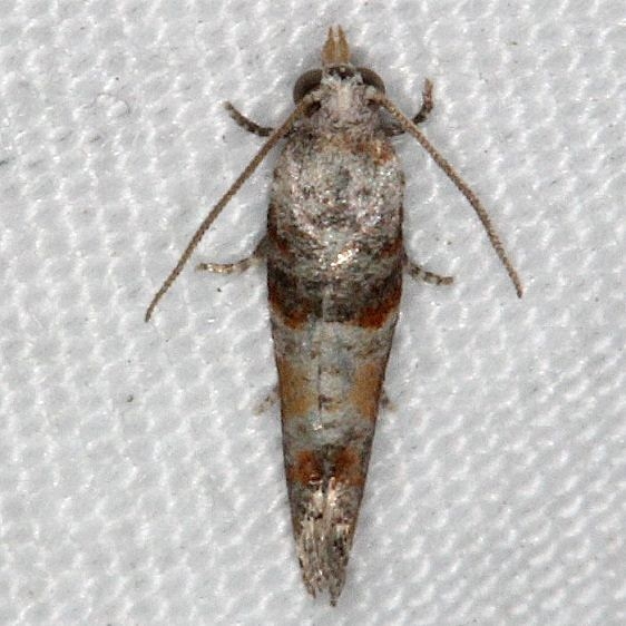 2868 Pitch Pine Tip Moth Little Manetee River St Pk 3-9-15