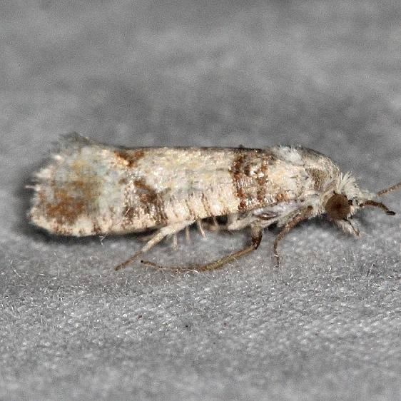 2868 Pitch Pine Tip Moth Silver Lake Cypress Glenn Fla 3-19-15