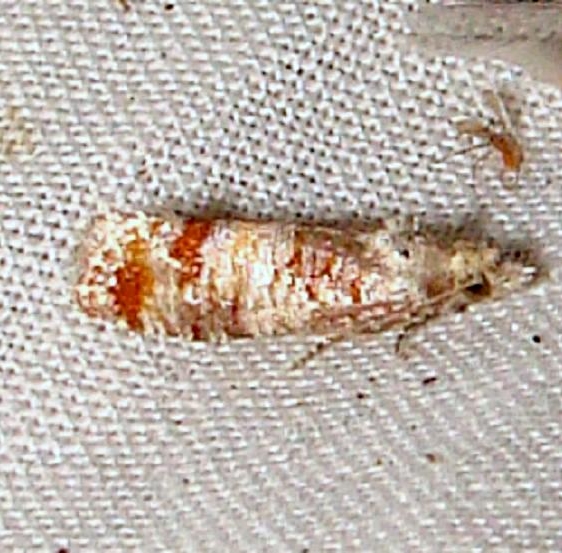 2868 Pitch Pine Tip Moth William Beardall WMA Fla 3-8-11