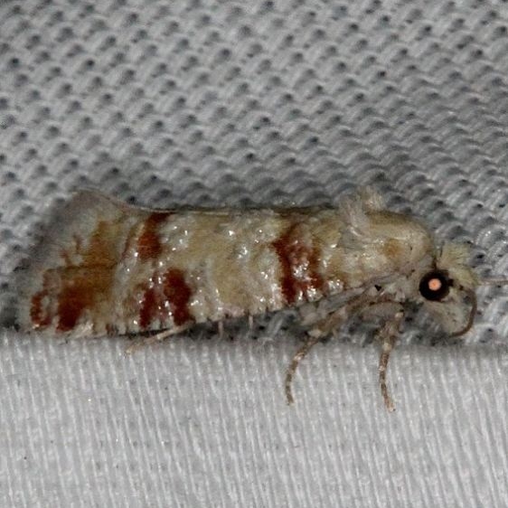 2869 Subtropical Pine Tip Moth Pine Glade Lake Everglades Nat'l Pk 2-21-14